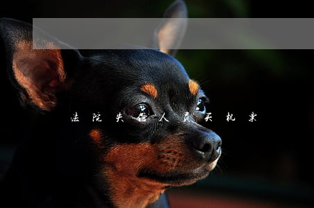 法院失信人员买机票