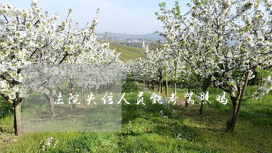 法院失信人员能考驾照吗