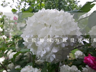 法院如何为脱贫攻坚助力 法院如何为脱贫攻坚助力