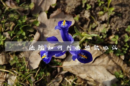法院如何判决借款协议 法院如何判决借款协议
