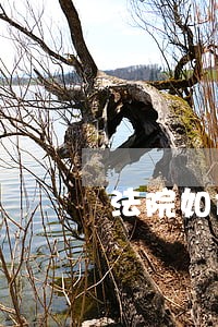 法院如何拍卖上市公司股权 法院如何拍卖上市公司股权