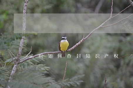 法院如何查封知识产权