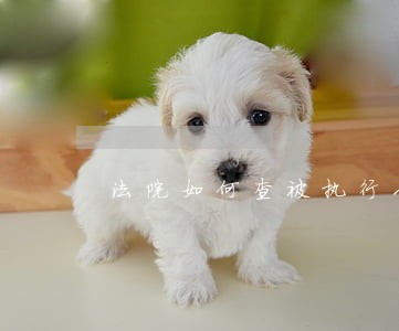法院如何查被执行人房产