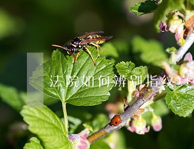 法院如何辨别指纹真假