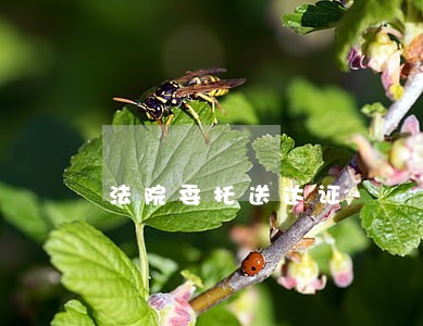 法院委托送达证 法院委托送达证