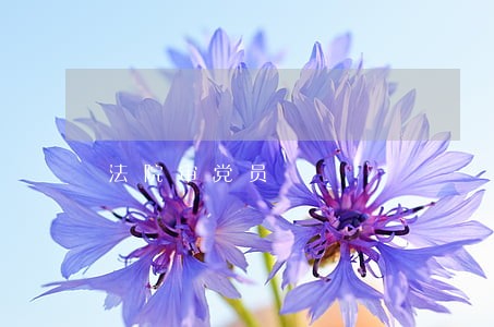 法院审党员 法院审党员