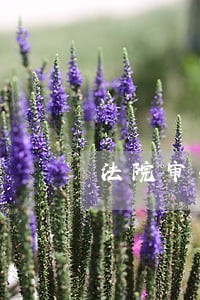 法院审判可以托关系打赢官司吗
