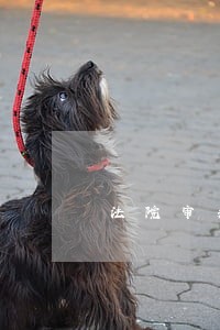 法院审判司法辅助人员 法院审判司法辅助人员