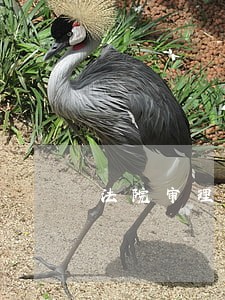 法院审理超出诉讼请求 法院审理超出诉讼请求