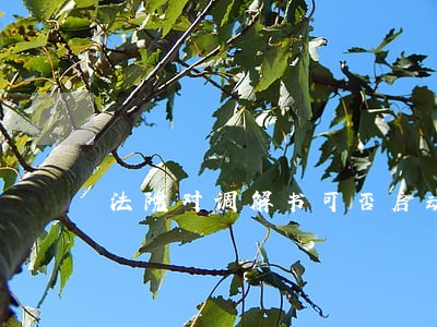 法院对调解书可否启动再审程序 法院对调解书可否启动再审程序