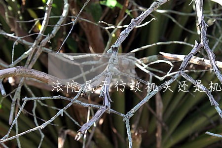 法院属于行政机关还是机关
