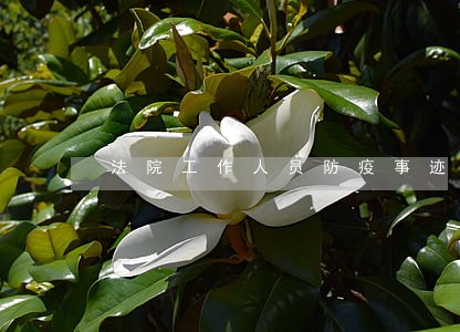 法院工作人员防疫事迹