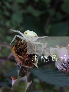 法院已经审判过两次了 法院已经审判过两次了