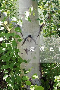 法院已经纳入失信名单
