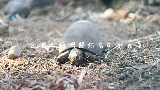 法院已经调解结束6个月了 法院已经调解结束6个月了