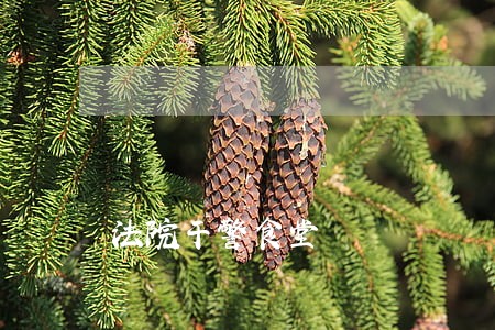 法院干警食堂