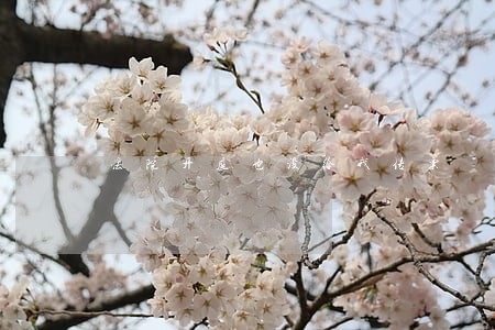法院开庭也没给我传票 法院开庭也没给我传票