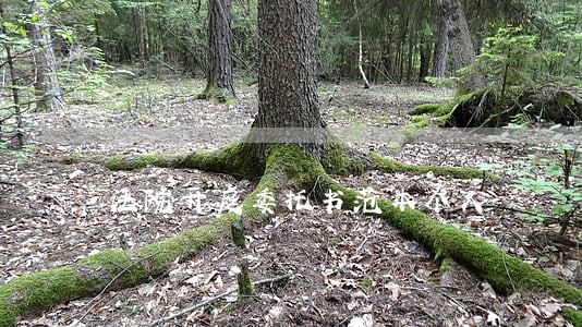 法院开庭委托书范本个人