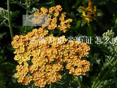 法院开庭旁听证怎么办理 法院开庭旁听证怎么办理