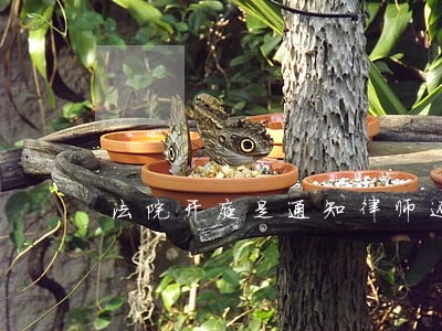 法院开庭是通知律师还是原告