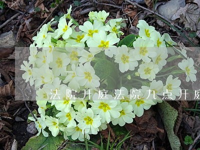 法院开庭法院九点开庭 法院开庭法院九点开庭