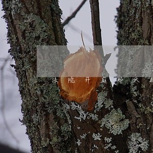 法院开庭那天把时间忘了怎么办 法院开庭那天把时间忘了怎么办