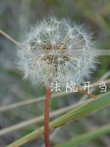 法院开当事人自行取证介绍信