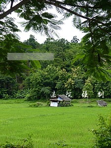 法院强制执行付全款 法院强制执行付全款