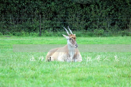 法院强制执行担保人怎 法院强制执行担保人怎