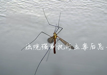 法院强制执行立案后怎么处理