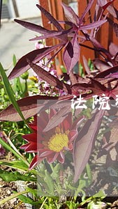 法院强制执行该怎么操作 法院强制执行该怎么操作