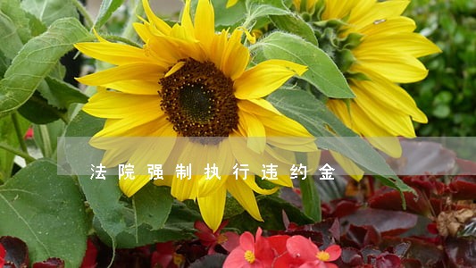 法院强制执行违约金 法院强制执行违约金