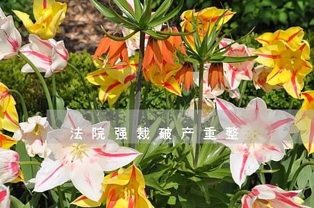 法院强裁破产重整 法院强裁破产重整