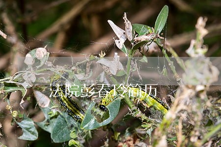 法院彭春玲简历 法院彭春玲简历