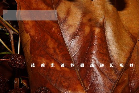 法院忠诚教育活动汇报材料 法院忠诚教育活动汇报材料