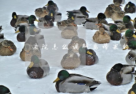 法院怎么调解离婚案的 法院怎么调解离婚案的