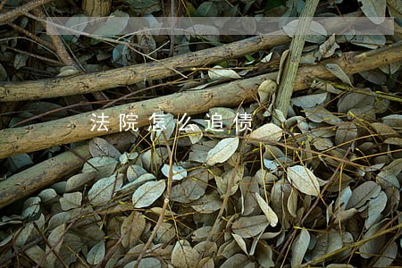法院怎么追债
