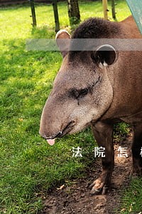 法院怎样解除担保人 法院怎样解除担保人
