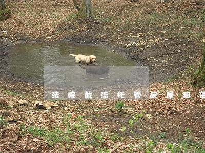 法院截流托管房屋租赁 法院截流托管房屋租赁
