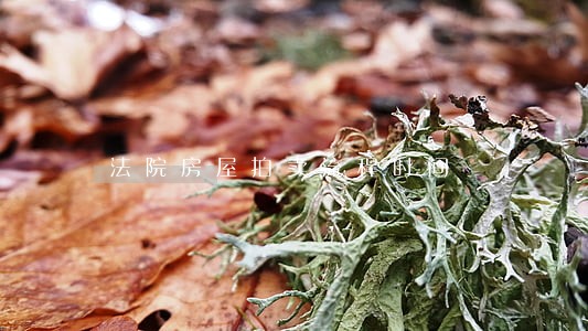 法院房屋拍卖流程时间 法院房屋拍卖流程时间