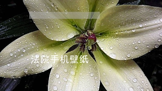 法院手机壁纸