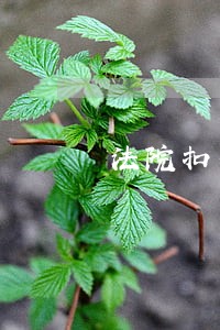 法院扣押对方房产拍卖 法院扣押对方房产拍卖