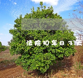 法院扣车83天 法院扣车83天