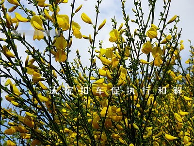 法院扣车促执行和解 法院扣车促执行和解