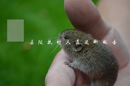 法院执行人员述职报告