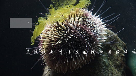 法院执行可以在医院刷身份证吗 法院执行可以在医院刷身份证吗