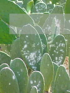法院执行局内部强制执行的流程 法院执行局内部强制执行的流程