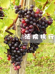 法院执行局拘人时间