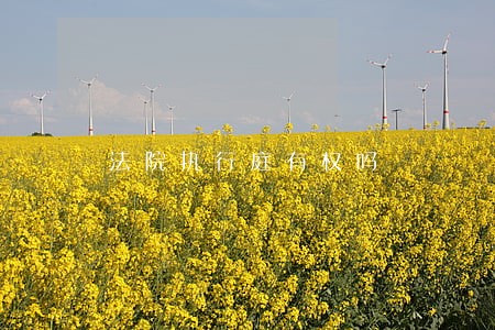 法院执行庭有权吗