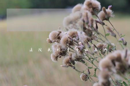 法院执行有争议房产 法院执行有争议房产